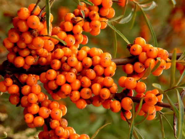 1697442976487650.jpeg o4YBAFmlSgCAV5MfAANbDOJwX3884.jpeg