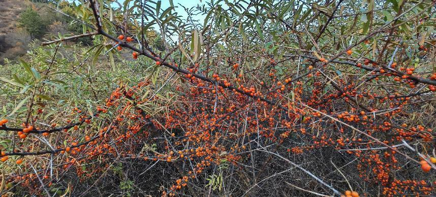 1698137491446743.png 图片1.png