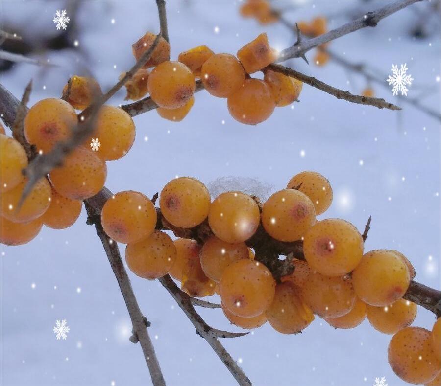 1703225340204806.jpg 1087963241.jpg