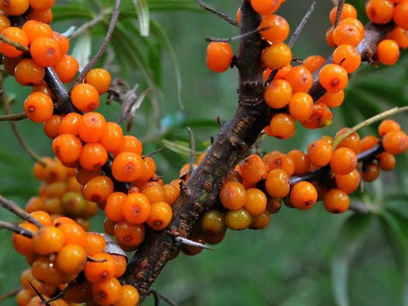 1717148978729442.png 图片1.png