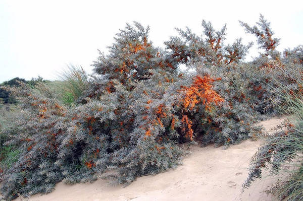 1717485684601069.png 图片1.png