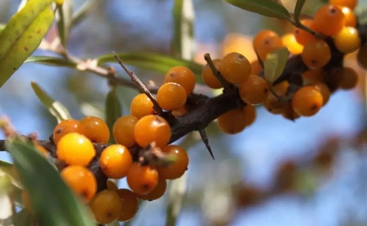 1717665448467691.png 图片1.png