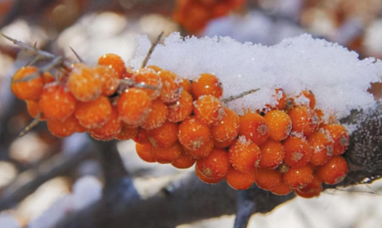 1729654645746019.png 图片1.png