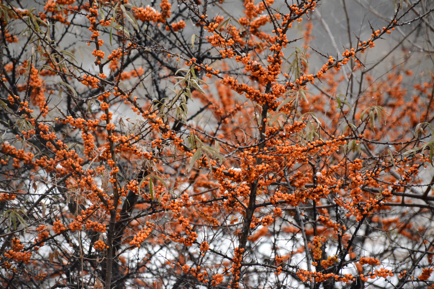 1732527946962942.jpg 222.jpg