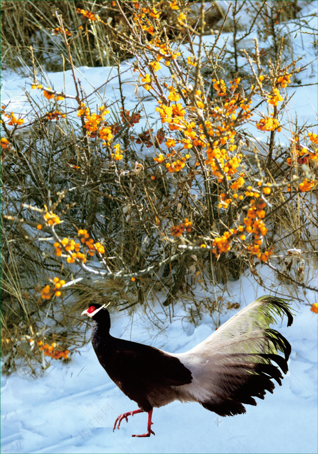 1732528083974376.png 图3.png