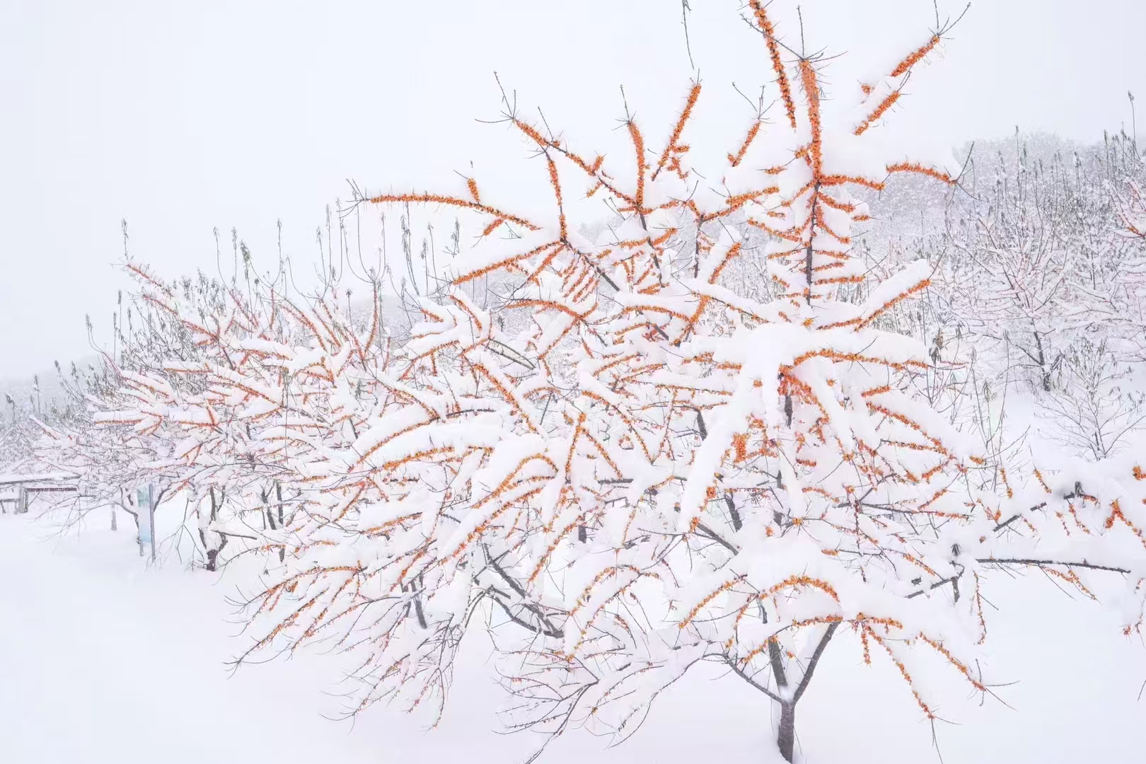 1739003767220212.jpg 微信图片_20250208101346.jpg