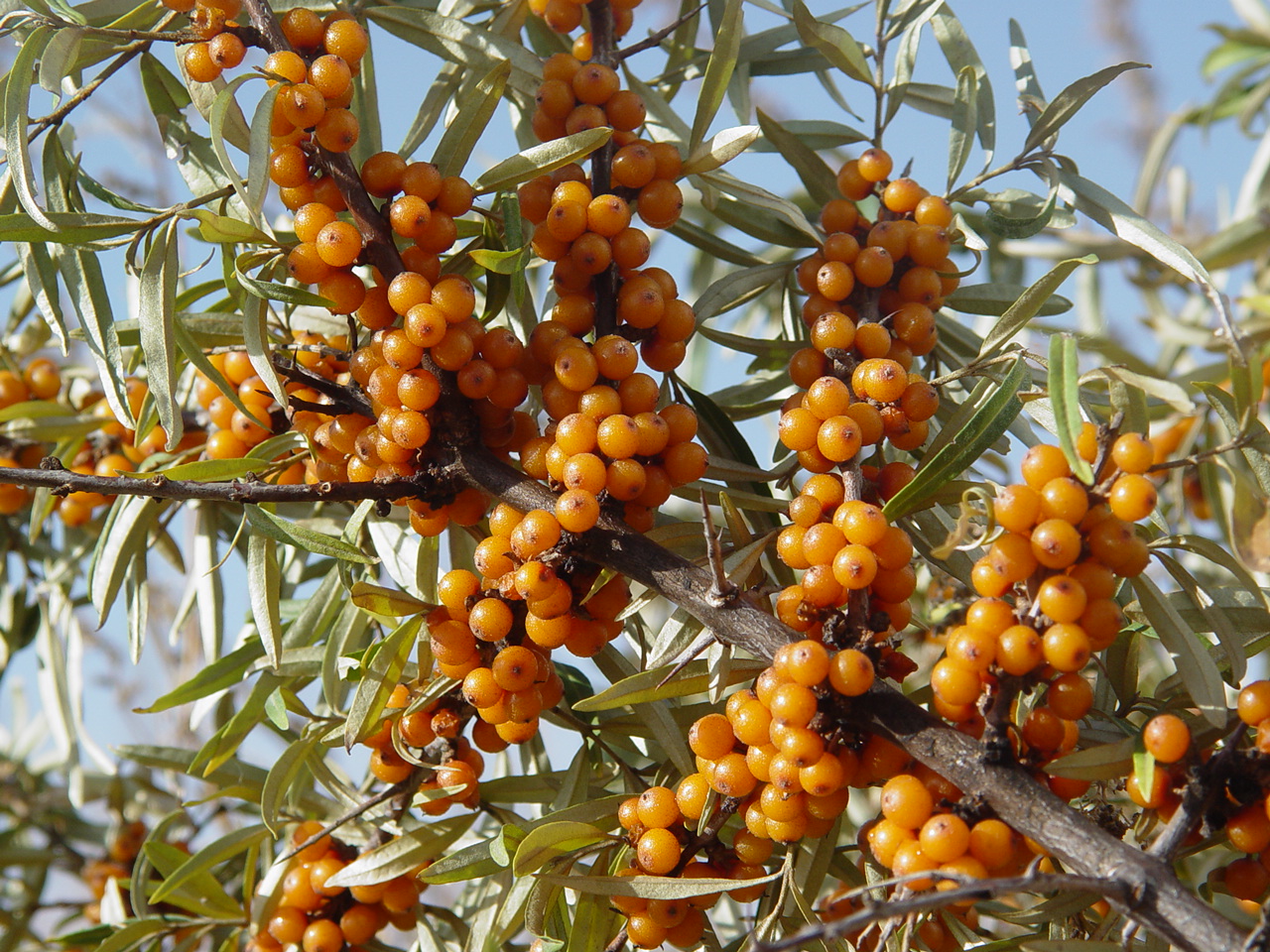 1747818536902962.jpg 102 - 副本.jpg